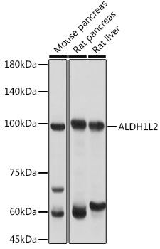 ALDH1L2 Polyclonal Antibody (100 µl)