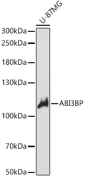 ABI3BP Polyclonal Antibody (50 µl)