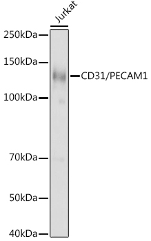 CD31 Polyclonal Antibody (100 µl)