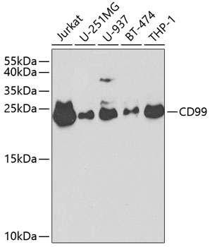 CD99 Polyclonal Antibody (50 µl)