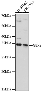 GBX2 Polyclonal Antibody (100 µl)