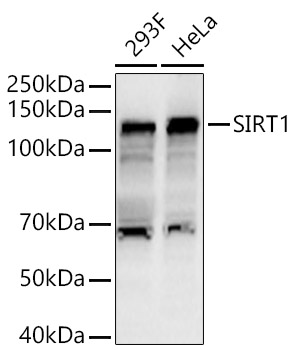 SIRT1 Polyclonal Antibody