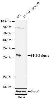 SFN Polyclonal Antibody (50 µl)