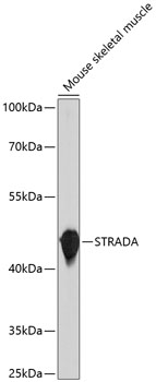 STRADA Polyclonal Antibody