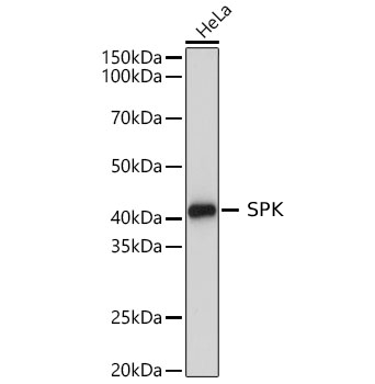 SPK Polyclonal Antibody