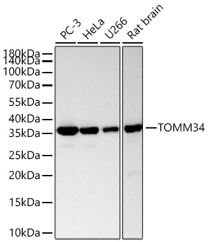 TOMM34 Monoclonal Antibody