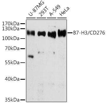 CD276 Polyclonal Antibody (100 µl)