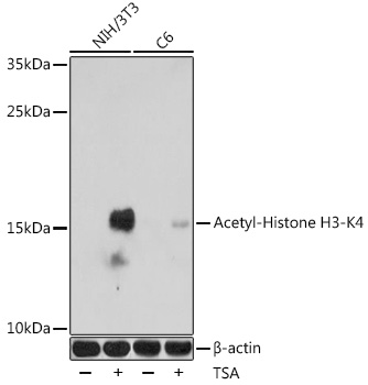 Histone H3K4ac (Acetyl H3K4) Polyclonal Antibody