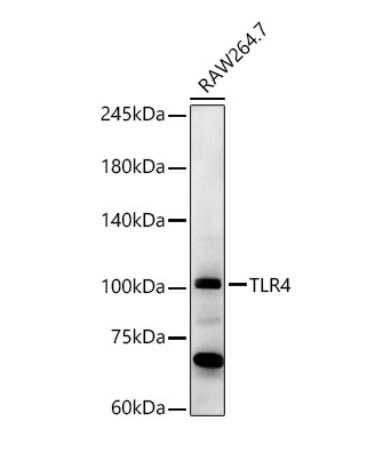 TLR4 Polyclonal Antibody