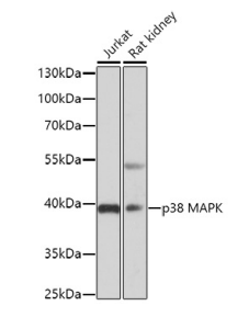 p38 MAPK Polyclonal Antibody