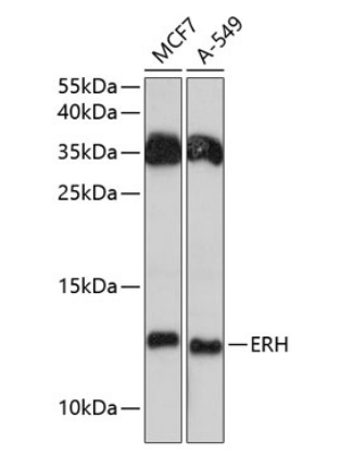 ERH Polyclonal Antibody