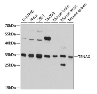 TSNAX Polyclonal Antibody