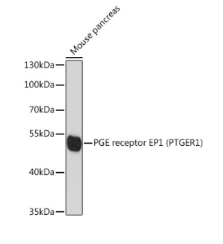 PGE receptor EP1 (PTGER1) Polyclonal Antibody