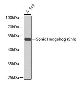 Sonic Hedgehog (Shh) Polyclonal Antibody