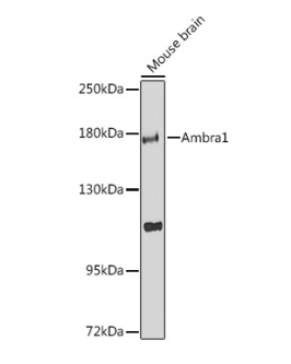 Ambra1 Polyclonal Antibody