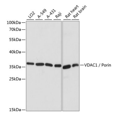VDAC1 / Porin Polyclonal Antibody