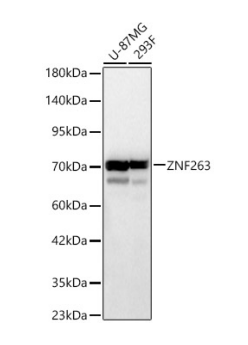 ZNF263 Polyclonal Antibody