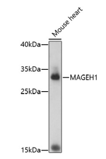 MAGEH1 Polyclonal Antibody