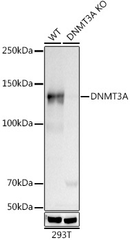 DNMT3A Monoclonal Antibody [7L9O3]
