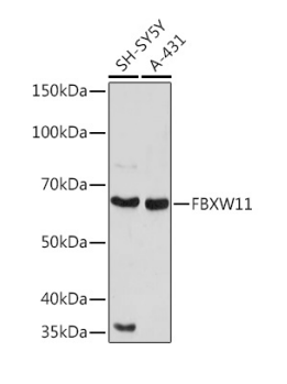 FBXW11 Polyclonal Antibody