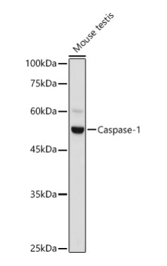 Caspase-1 Polyclonal Antibody