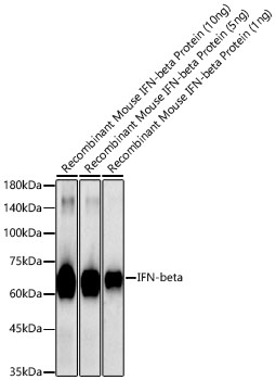 IFN-beta Polyclonal Antibody