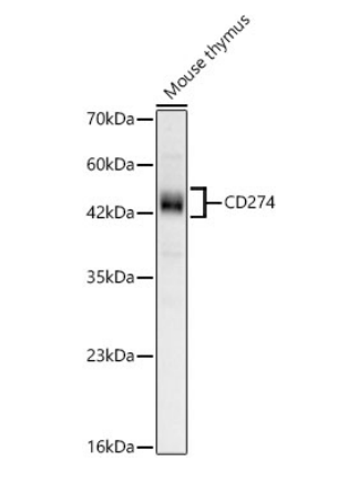 CD274 Monoclonal Antibody