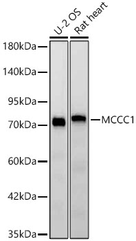 MCCC1 Monoclonal Antibody&nbsp;<img src="images/icon_newarrival.gif" alt="new" border="0">