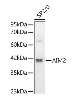 AIM2 Polyclonal Antibody