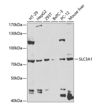 SLC3A1 Polyclonal Antibody