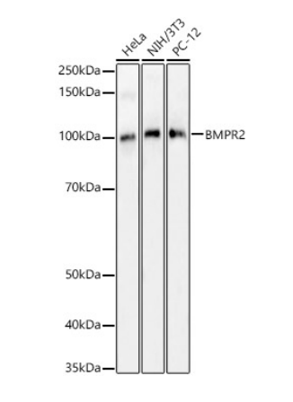 BMPR2 Polyclonal Antibody
