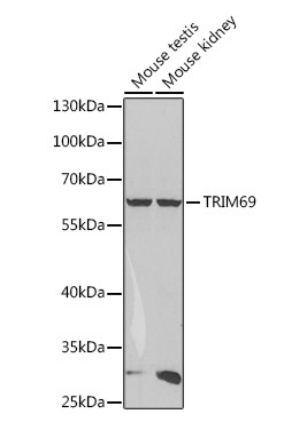 TRIM69 Polyclonal Antibody