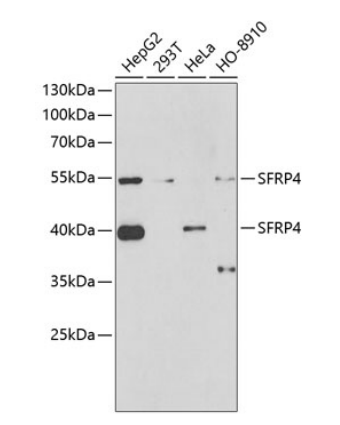 SFRP4 Polyclonal Antibody