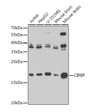 CIRBP Polyclonal Antibody