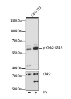 Phospho-Chk2-S516 Polyclonal Antibody