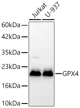 GPX4 Monoclonal Antibody&nbsp;<img src="images/icon_newarrival.gif" alt="new" border="0">