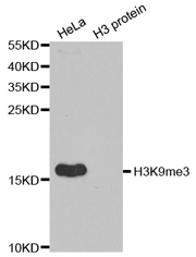 Western blot analysis of extracts of HeLa cell line and H3 protein expressed in E.coli., using H3K9me3 Polyclonal Antibody.