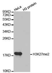 Western blot analysis of extracts of HeLa cell line and H3 protein expressed in E.coli., using H3K27me2 Dimethyl Polyclonal Antibody.