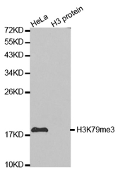 Western blot analysis of extracts of HeLa cell line and H3 protein expressed in E.coli., using Histone H3K79me3 Polyclonal Antibody.