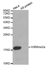 Western blot analysis of extracts of HeLa cell line and H3 protein expressed in E.coli., using Histone H3R8 Asymmetric Dimethyl Polyclonal Antibody.