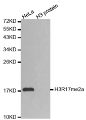Western blot analysis of extracts of HeLa cell line and H3 protein expressed in E.coli., using Histone H3R17 Dimethyl Asymmetric (H3R17me2a) Polyclonal Antibody.