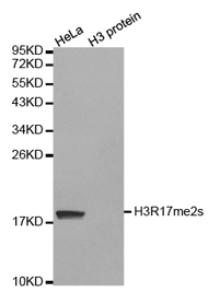 Western blot analysis of extracts of HeLa cell line and H3 protein expressed in E.coli., using Histone H3R17 Dimethyl Symmetric (H3R17me2s) Polyclonal Antibody.