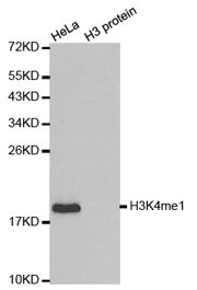 Western blot analysis of extracts of HeLa cell line and H3 protein expressed in E.coli., using H3K4me1 Monomethyl Polyclonal Antibody.