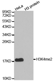 Western blot analysis of extracts of HeLa cell line and H3 protein expressed in E.coli., using H3K4me2 antibody.