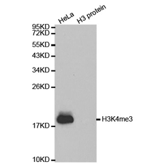 Western blot analysis of extracts of HeLa cell line and H3 protein expressed in E.coli., using Histone H3K4me3 Polyclonal Antibody.