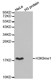 Western blot analysis of extracts of HeLa cell line and H3 protein expressed in E.coli., using H3K9me1 Monomethyl Polyclonal Antibody.