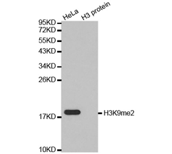 Western blot analysis of extracts of HeLa cell line and H3 protein expressed in E.coli., using H3K9me2 Dimethyl Polyclonal Antibody.