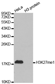 Western blot analysis of extracts of HeLa cell line and H3 protein expressed in E.coli., using Histone H3K27 Monomethyl Polyclonal Antibody.
