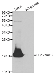 Western blot analysis of extracts of HeLa cell line and H3 protein expressed in E.coli., using H3K27me3 Trimethyl Polyclonal Antibody.