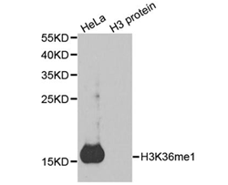 Western blot analysis of extracts of HeLa cell line and H3 protein expressed in E.coli., using H3K36me1 Polyclonal Antibody.